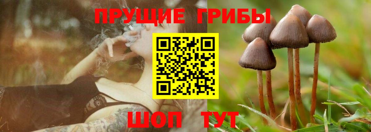 Псилоцибиновые грибы мицелий Брянск